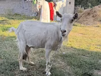 عنزة, Saanen goat — الصورة 4