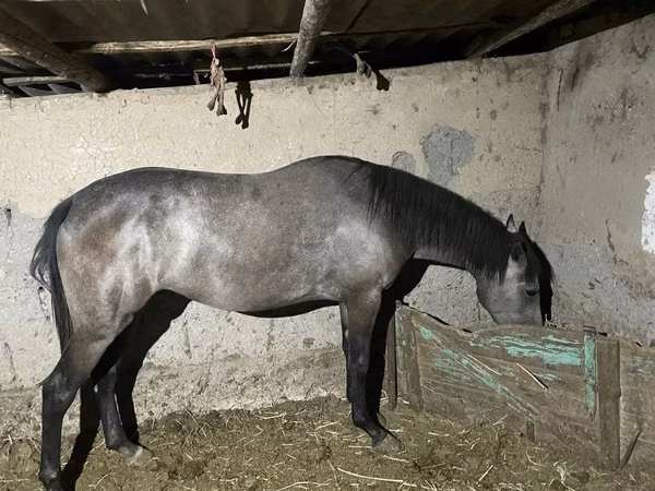 فرس, Thoroughbred horse — كازاخستان