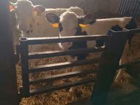 公牛, Cattle — 照片 4