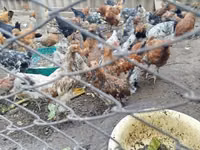 Chickens — 4-сурет
