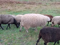 Oveja, Assaf sheep — foto 2