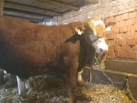 公牛, Limousin cow — 照片 4
