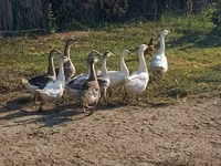 Geese — 2-сурет