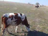 Vaca, Simmental cattle — foto 1
