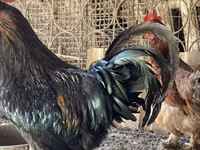 Brahma — Foto 3