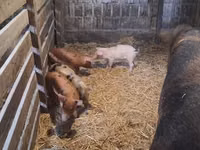 母猪, Pigs — 照片 5