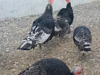 Turkeys — 照片 3