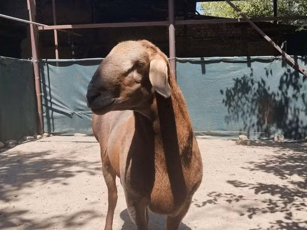 نعجة, Arashan sheep — أوزبكستان