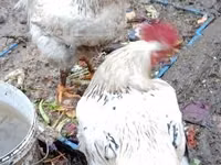 Chickens — الصورة 3
