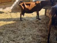 Ziege, Italian Alpine goat — Foto 4