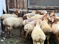 Widder, Rhon sheep — Foto 6
