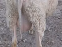 Carnero, Bessarabian sheep — foto 2