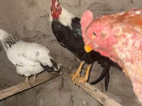 Chickens — Foto 2