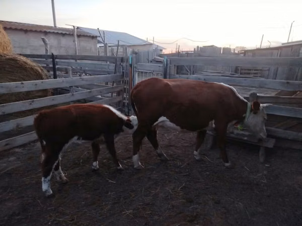 母牛, Latvian Blue cattle — 哈萨克斯坦
