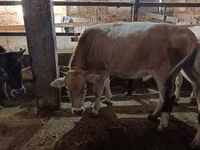 Vaca, Simmental cattle — foto 5