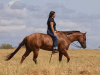 घोड़ा, Quarter Horse — फ़ोटो 2