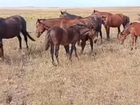 Айғыр, Жылқылар — 8-сурет