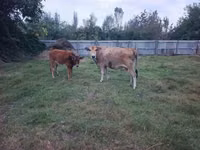 Cow, Cattle — photo 1