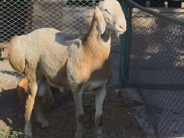 Widder, Arashan sheep