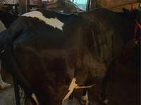 गाय, Russian Black pied cattle — फ़ोटो 2