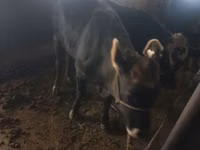 母牛, Cattle — 照片 1