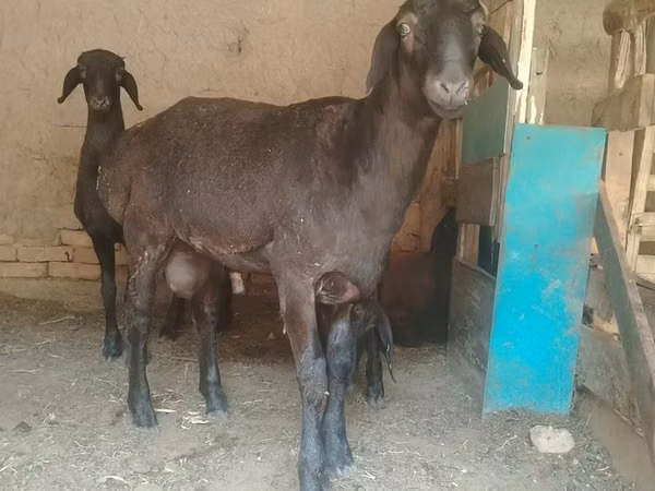 كبش, الأغنام — أوزبكستان