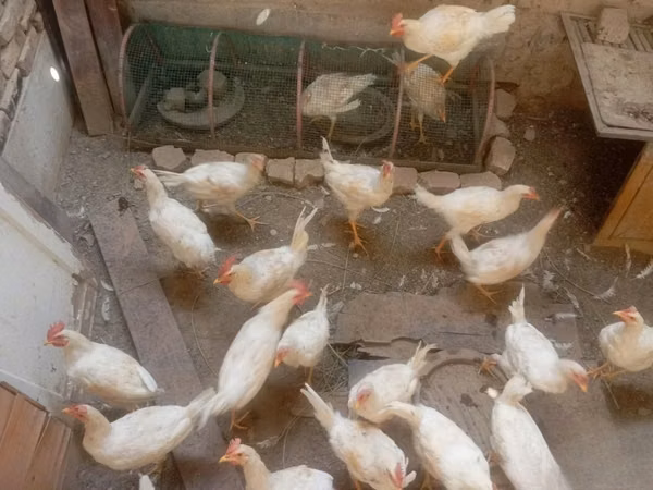 Chickens — Usbekistan