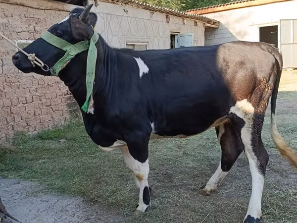 公牛, Swiss cattle — 吉尔吉斯斯坦