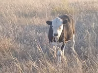 Toro, Simmental cattle — foto 3