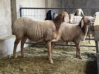 Qoʻy, Arashan sheep — 4-rasm