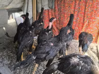 Chickens — Foto 6
