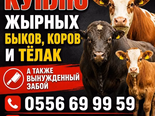 Корова, Швицкая порода — Кыргызстан