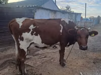 गाय, Simmental cattle — फ़ोटो 3