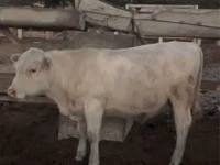 公牛, Auliekol breed — 照片 1