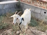 Ziege, Saanen goat — Foto 2