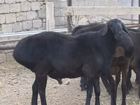 Ram, Blackheaded Persian sheep — photo 1