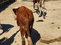 Bovinos (lote, sexo no especificado), Latvian Blue cattle — foto 3