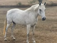 فرس, Shagya — الصورة 4