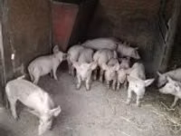 Schweine (Partie, Geschlecht nicht angegeben), Schweine — Foto 3