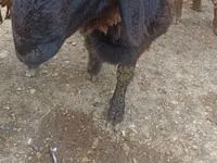 Cabro, Cabras — foto 3