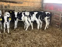 ثور, Russian Black pied cattle — الصورة 5