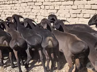 घोड़ा, घोड़े — फ़ोटो 1