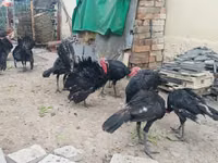 Blanca de pechuga ancha — foto 4