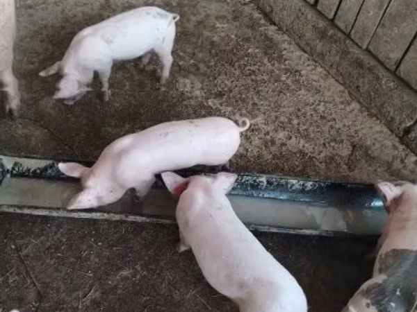 Schweine (Partie, Geschlecht nicht angegeben), 