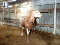 Qoʻchqor, Arashan sheep — 2-rasm