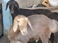 كبش, Hissar sheep — الصورة 4