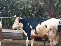 公牛, Russian Black pied cattle — 照片 4