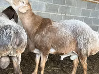 كبش, Rhon sheep — الصورة 2
