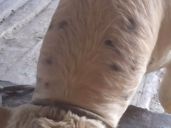 公牛, Cattle — 乌兹别克斯坦