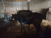母牛, Cattle — 照片 4